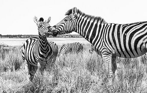 Twee zebra's, moeder met jong in Etosha, Namibië