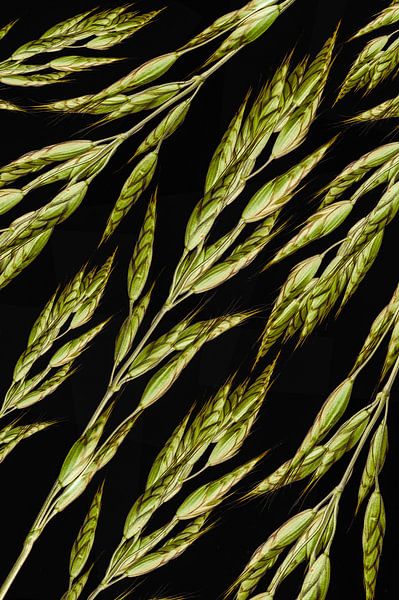 grass spikes by Klaartje Majoor