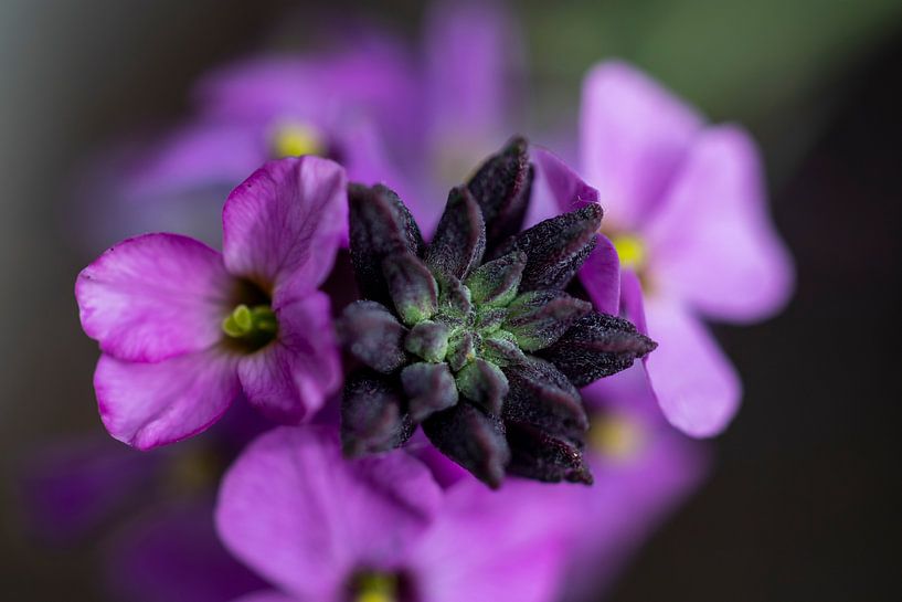 pink by peterheinspictures