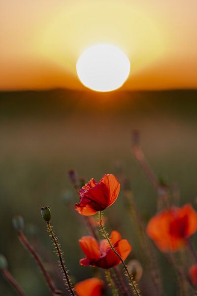 Rote Mohnblumen bei Sonnenuntergang im Sommer von Kim Willems