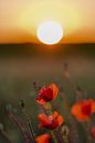 Rote Mohnblumen bei Sonnenuntergang im Sommer von Kim Willems Miniaturansicht