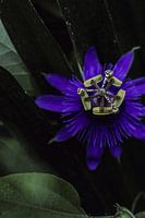 Passiflora surrounded by green