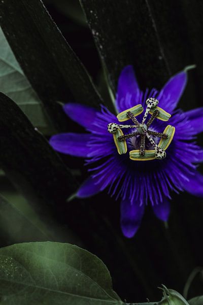 Passiflora umgeben von Grün von Richard