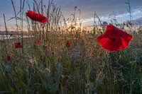 klaprozen met bewolkte zonsopgang