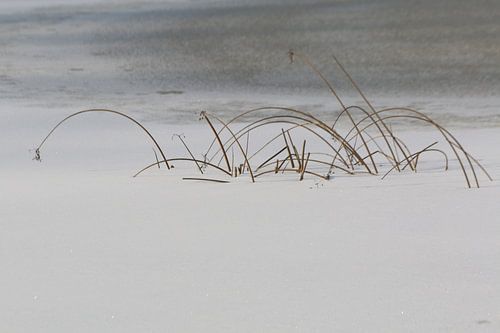 Nature morte roseau et glace