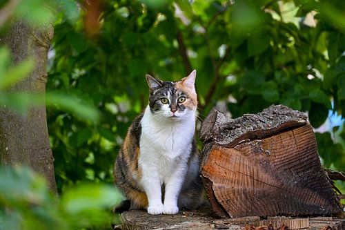 De kat