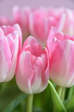 Pastel zacht roze tulpen art print - lente botanisch natuurfotografie