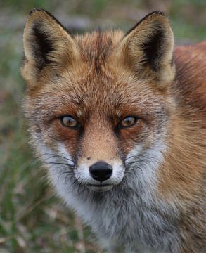 Fox portrait by Vera van der Lely