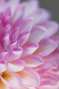 découpe de fleur