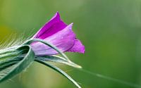 Heemtuin Muntendam