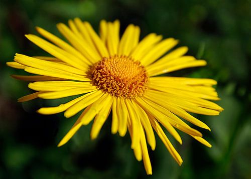 Fleur ensoleillée_SvD