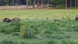 Herten, Zwijnen sur Gijs van Veldhuizen