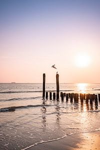 Goéland à la chasse au coucher du soleil et poteaux réfléchissants