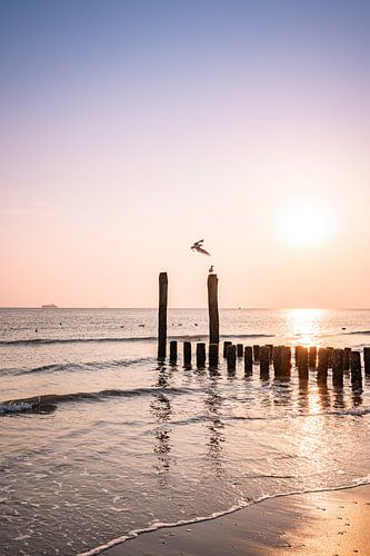 Meeuw Vlissingen bij Zonsondergang en Reflecterende Palen
