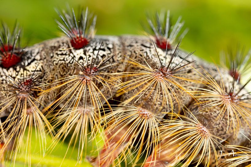 Rups van de Plakker Nachtvlinder(Lymantria dispar) met grote stekels op groen blad van Joost Adriaanse