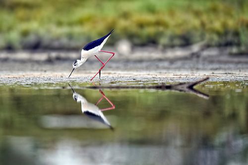 De steltkluut zoekend naar voedsel