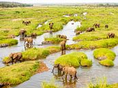 Large elephant herd in the countryside by Inez Allin-Widow thumbnail