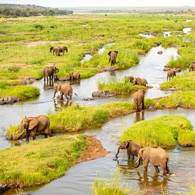 Large elephant herd in the countryside by Inez Allin-Widow