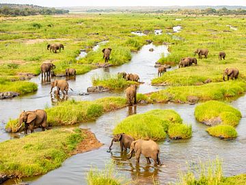Large elephant herd in the countryside by Inez Allin-Widow