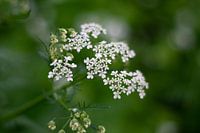 Whistlerweed in the city park of Zaltbommel