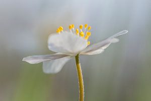 Bloeiende bosanemoon von Karla Leeftink