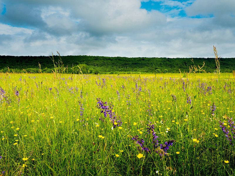 Field with wild flowers in the summer sur Gabi Gaasenbeek