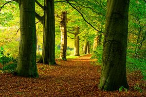 Herbstlicher Sonnenuntergang im Wald auf der Veluwe