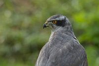 Alert