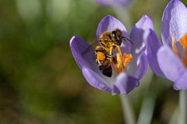 Biene im Krokus von Ulrike Leone