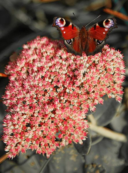 Papillon de jour coloré sur une fleur de ciguë sur fond monochrome par Wildlife Designs