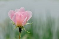 Wild Rose