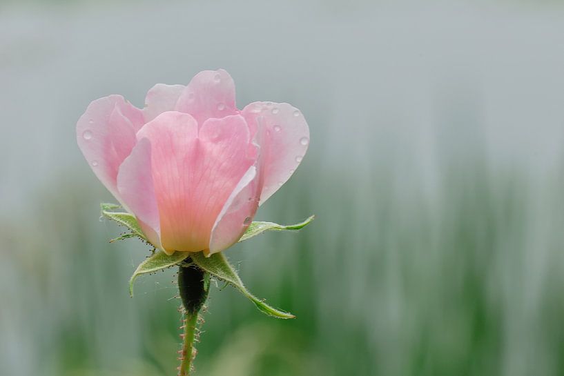 Wild Rose van Ruud de Soet