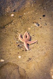 Starfish by Nienke Boon