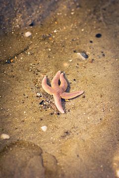 Étoile de mer sur Nienke Boon