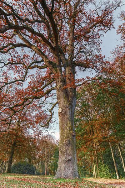 Automne en Frise 8. Staniastate à Oentsjerk. par Marcel Kieffer