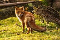 Fox von Merijn Loch Miniaturansicht
