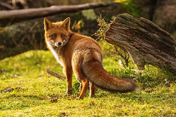 Fox von Merijn Loch