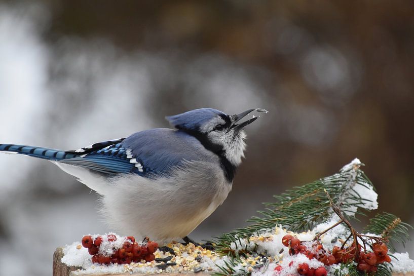 Ein Blauhäher am Futterhäuschen von Claude Laprise