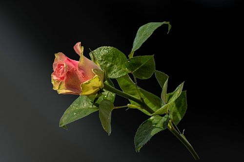 Roze liefde op een zwart genuanceerde achtergrond