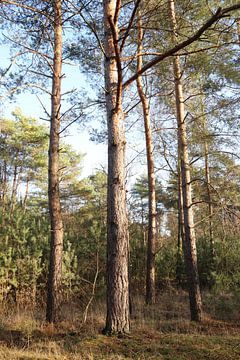 Tannenbäume im Wald von Daniëlle Eibrink Jansen