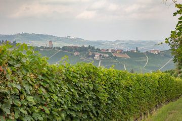 Heuvel met wijnranken, Piemont, Italie van Joost Adriaanse