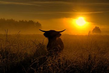 Schotse hooglander bij zonsopkomst van rik janse