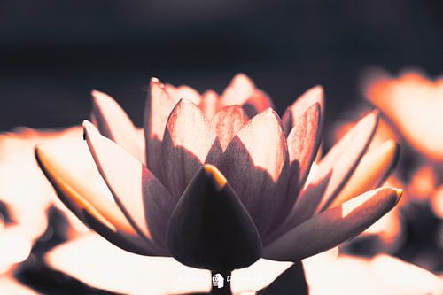 Elegance in exuberant Bloom