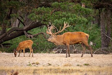 Edelherten op de Hoge Veluwe