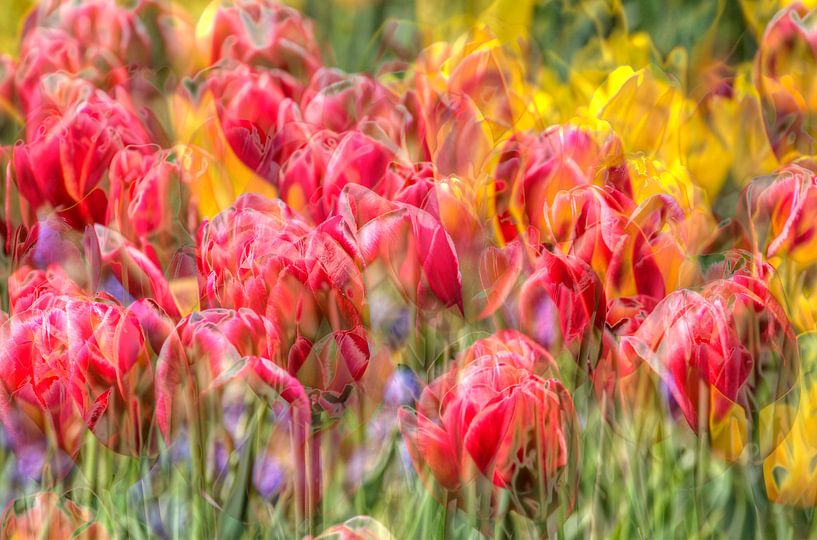 Tulpen, abstract von Torsten Krüger