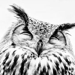 Eulen Poster & Prints