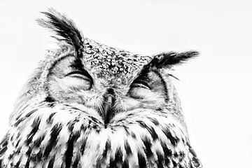 Owl by Hennie Zeij