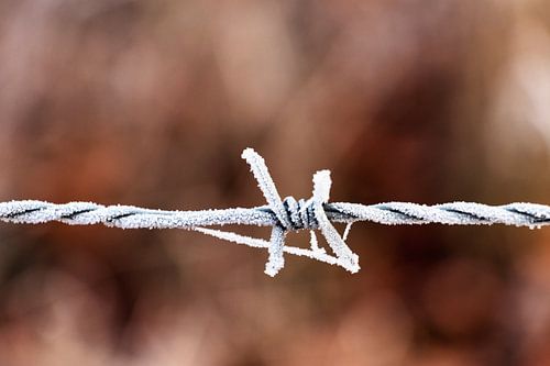 frozen barbed wire