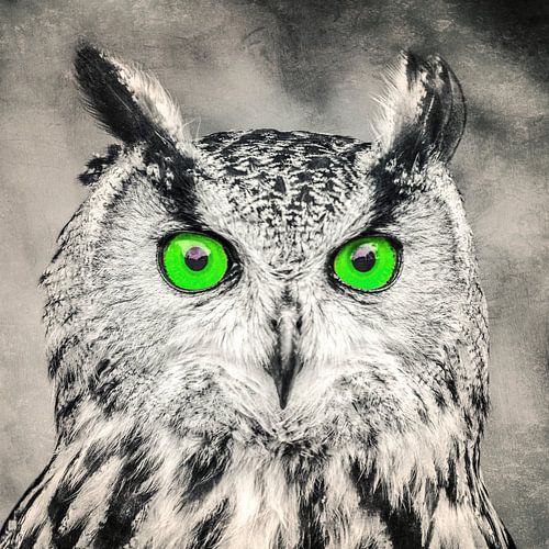 The eyes of an owl (green)