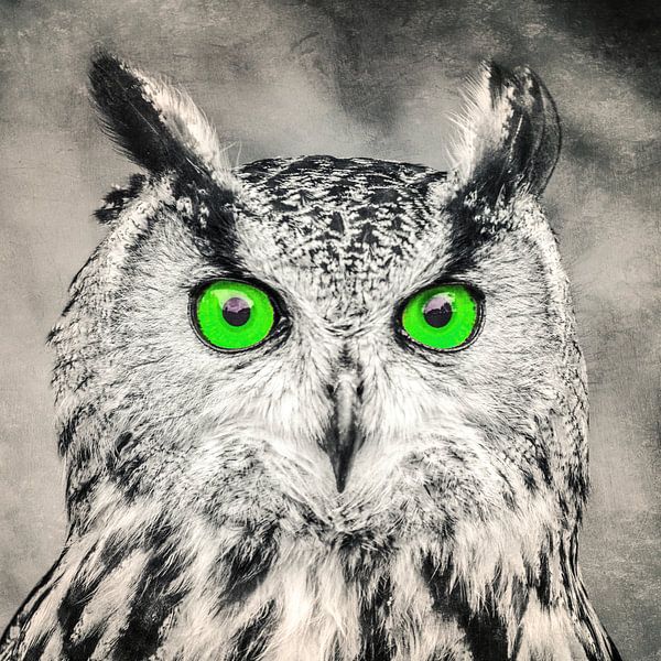 De ogen van een uil (groen) van by Maria